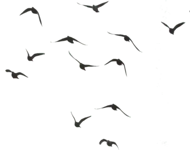 Bird Girl Studio | Graphic Designer Los Angeles - Explore my Work