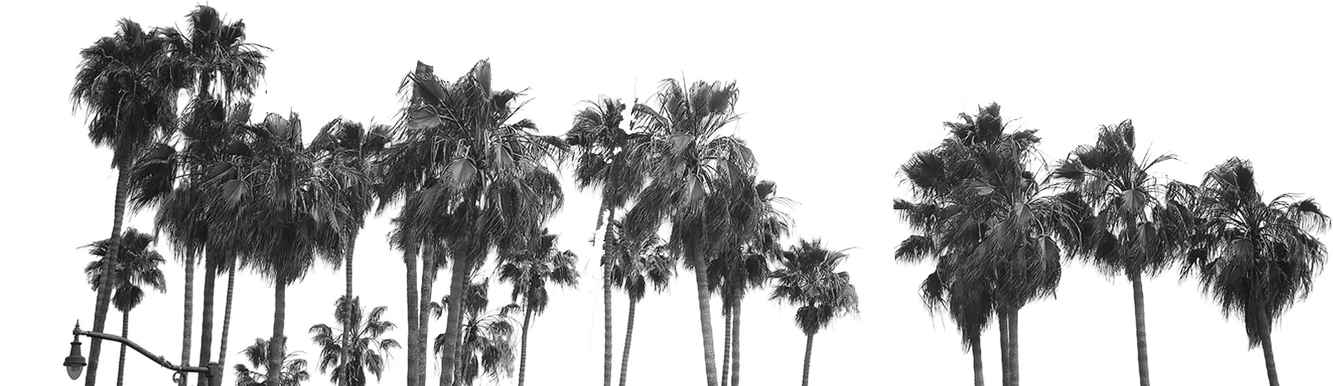 UX/UI Graphic Designer Los Angeles | Bird Girl Studio