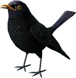 Bird Girl Studio | UX/UI Graphic Designer